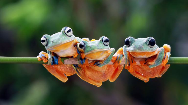 Prioritizing you: three frogs thriving